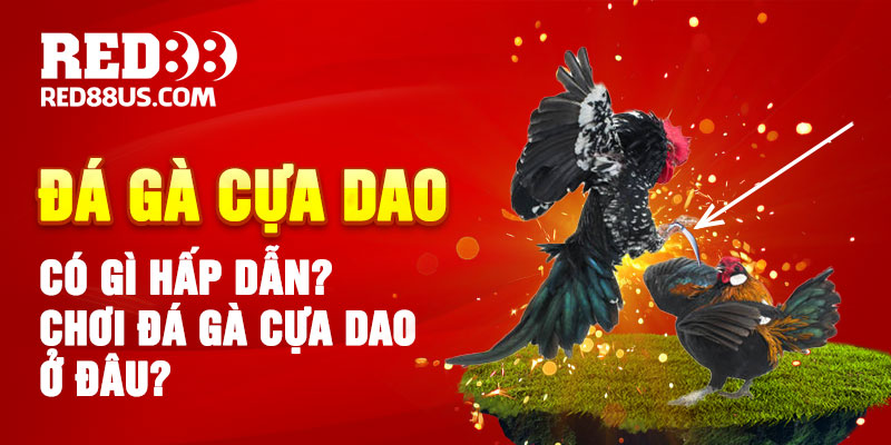 Chơi đá gà cựa dao