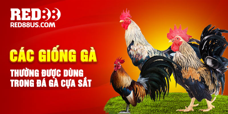 Các Giống Gà Thường Được Dùng Trong Đá Gà Cựa Sắt