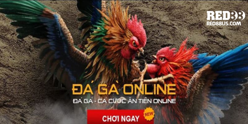 Đá gà online có dịch vụ đẳng cấp, nhân viên chuyên nghiệp