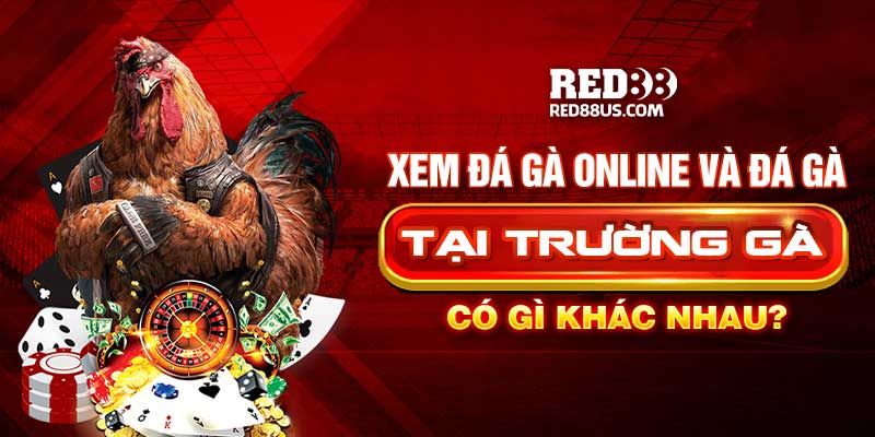 Xem Đá Gà Online Và Đá Gà Tại Trường Gà Có Gì Khác Nhau?