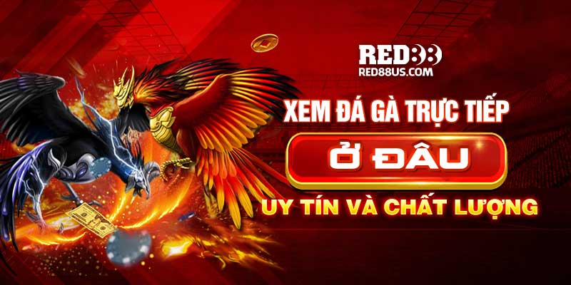 Xem Đá Gà Trực Tiếp Ở Đâu Uy Tín Và Chất Lượng Hiện Nay