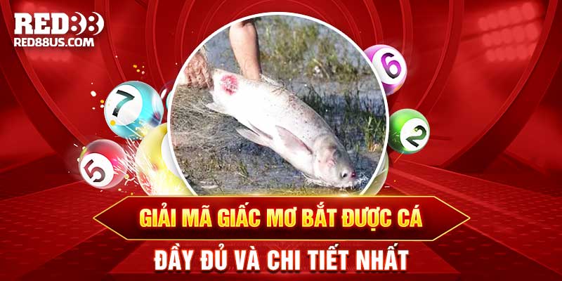 Giải Mã Giấc Mơ Bắt Được Cá Điềm Gì? Đánh Con Gì?