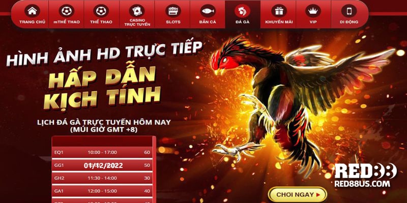 Xem cá cược chọi gà online tại Red88