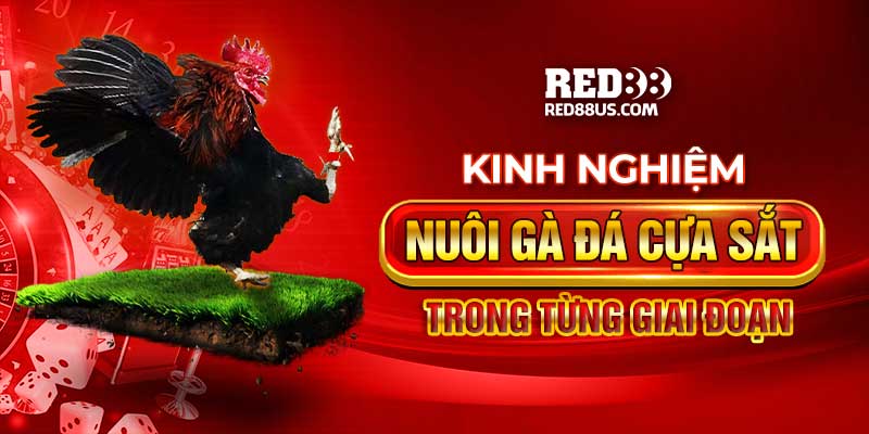 Kinh Nghiệm Nuôi Gà Đá Cựa Sắt Từng Giai Đoạn