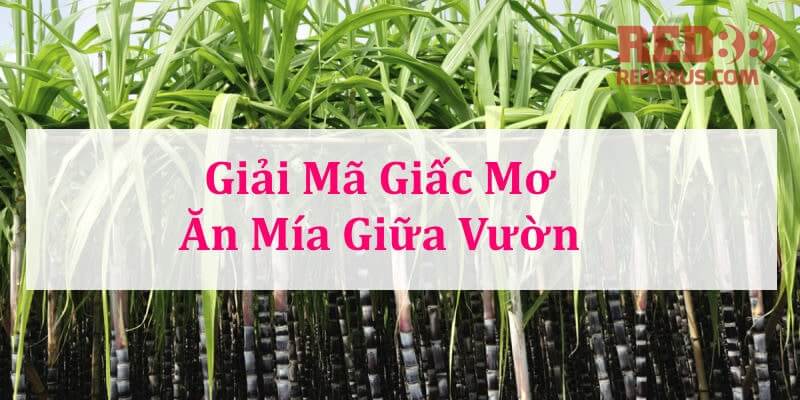 Giải mã giấc mơ ăn mía giữa vườn