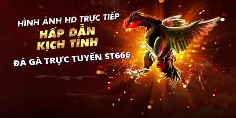 Ưu điểm khi chơi đá gà cùng nhà cái ST666