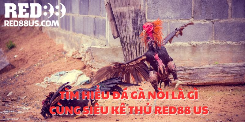 Tìm Hiểu Đá Gà Nòi Là Gì Cùng Siêu Kê Thủ Red88 US